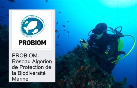 requin algerie|Au nom des requins : de bonnes nouvelles en Algérie